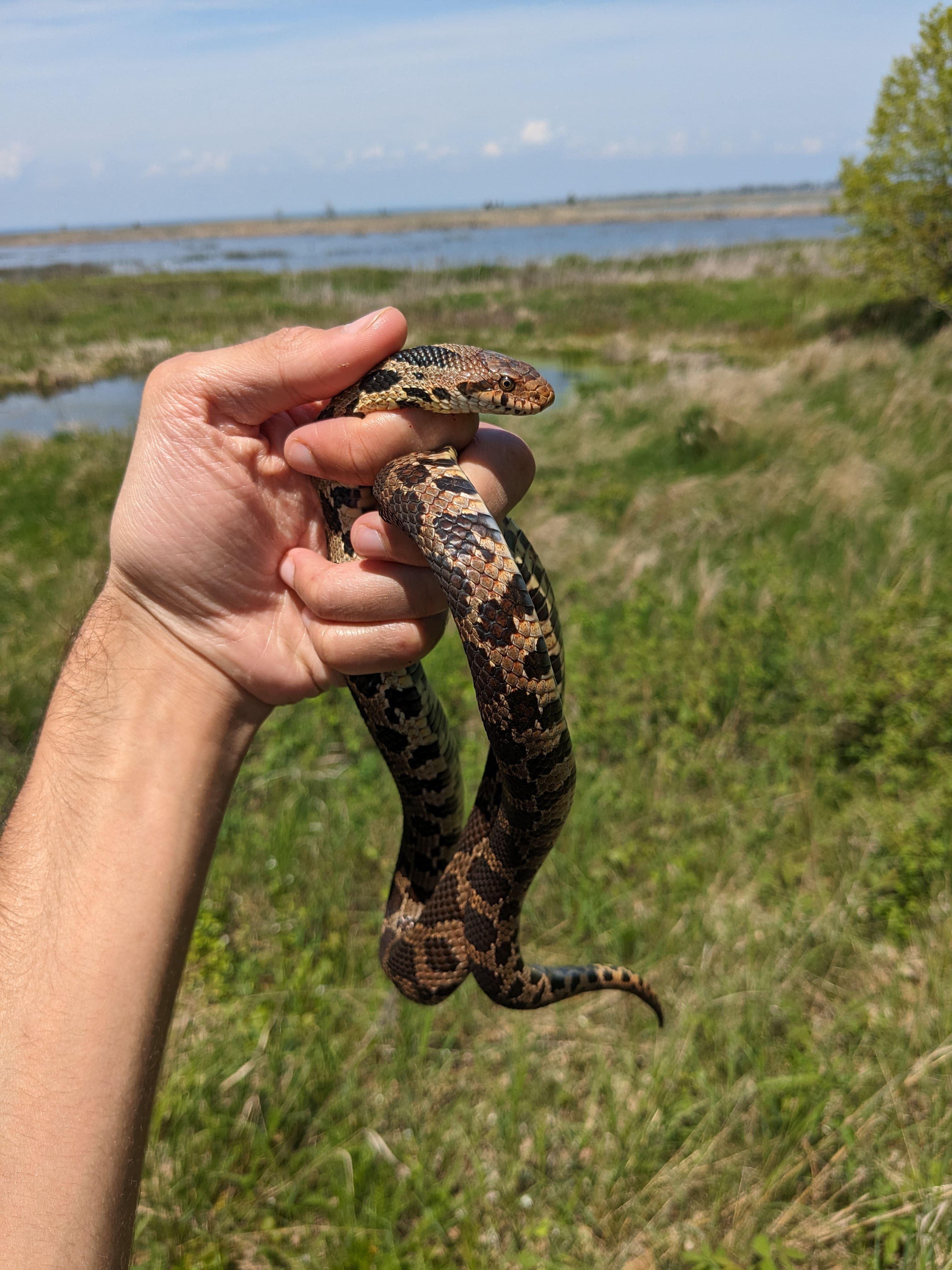 Eastern Foxsnake